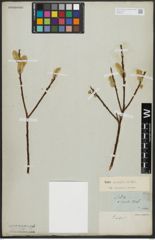 Foto von Salix acutifolia Willd.